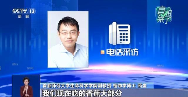 香蕉可能会灭绝?专家解答 无性繁殖风险解析