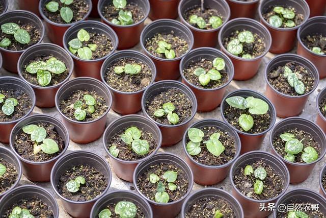 明日春分 这10多种蔬菜可以开始种 抓住黄金播种期