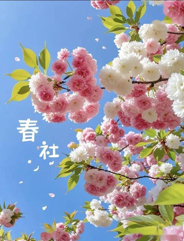 今日“春社”:1不洗、2不烧、3要忌