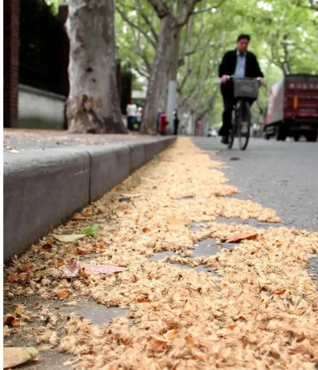 别人的春和景明 我的氯雷他定：过敏季来袭