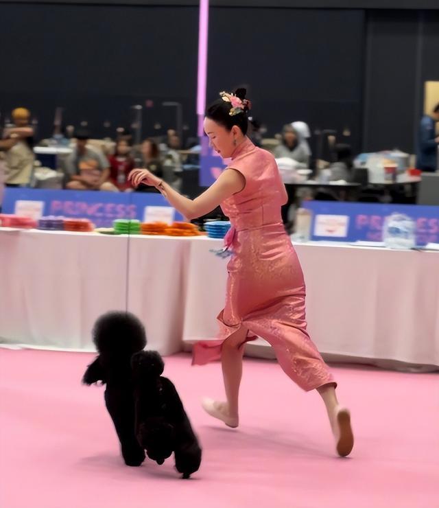 媒体：霍思燕再破天花板 转型牵犬师闪耀国际赛场