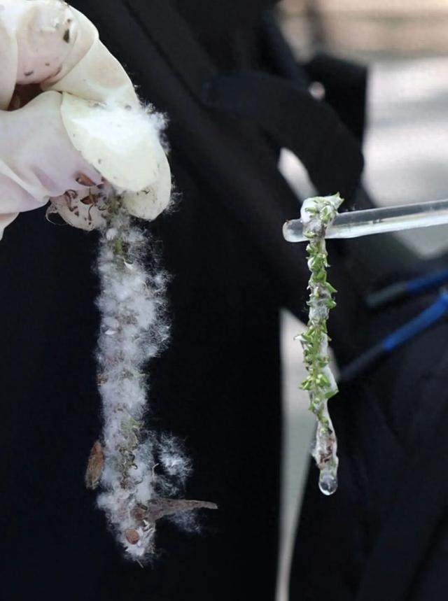 北京给飞絮穿上了防护套