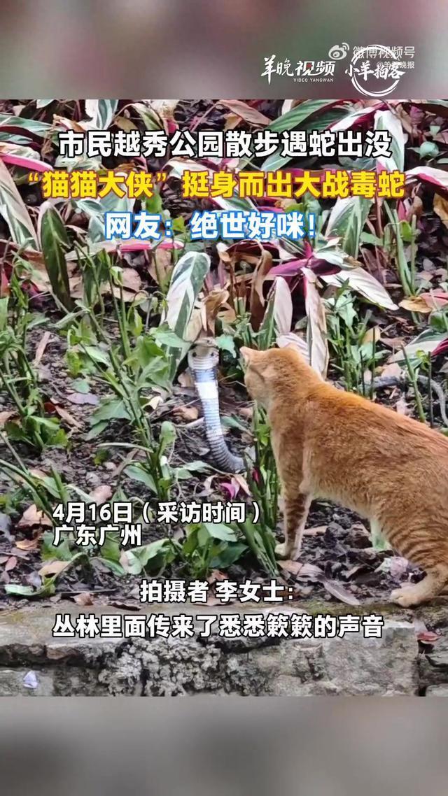 市民遇眼镜蛇 猫咪挺身而出击退毒蛇