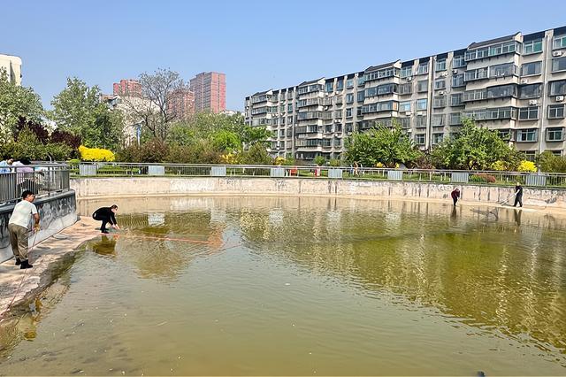 淄博小区水池“怪鱼”被捕获 鳄雀鳝惊现社区