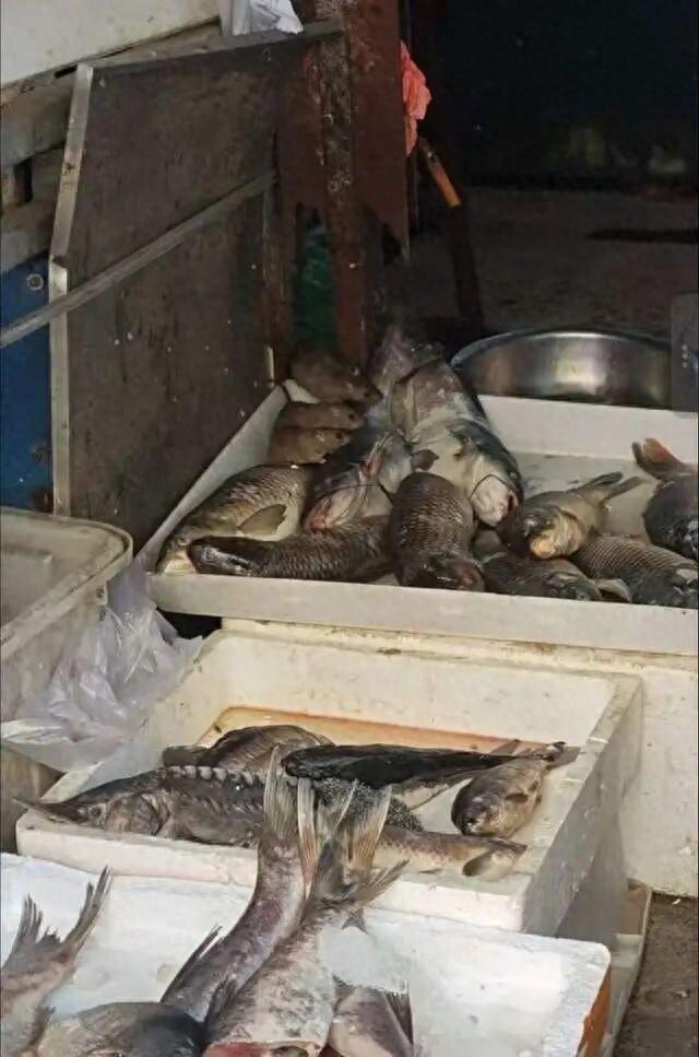 市监所回应3只老鼠啃食生鱼