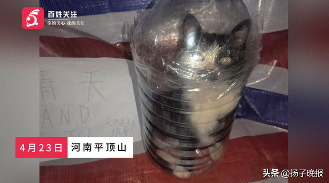 男子疑因金主打赏虐杀小猫