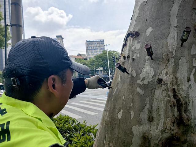 武汉一地给法桐“打针”抑制飞絮