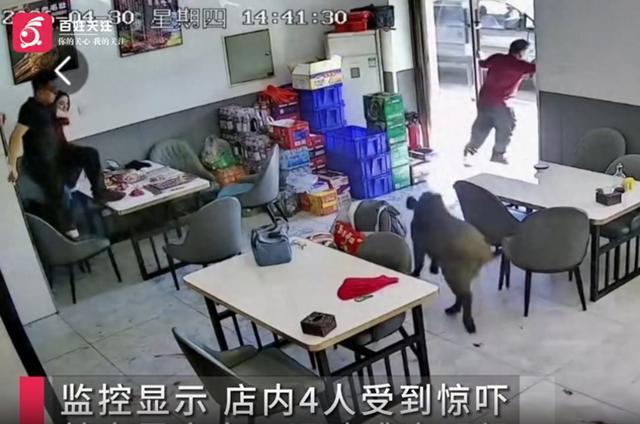 野猪撞碎玻璃门闯进烧烤店