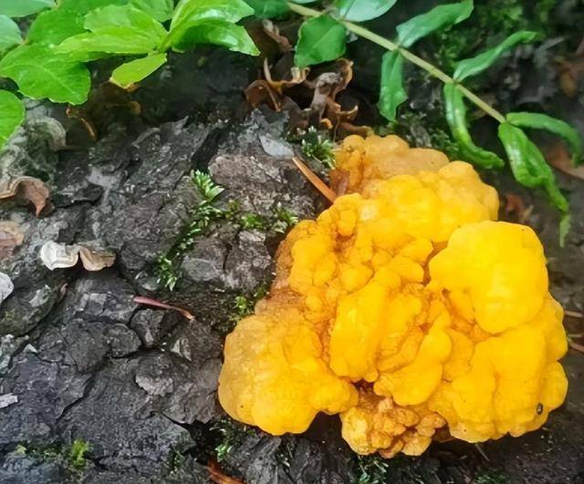 武汉首次发现金耳野生种群 珍稀菌类现身