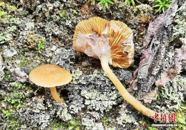 福建天宝岩再添2个全球新物种 科研价值凸显