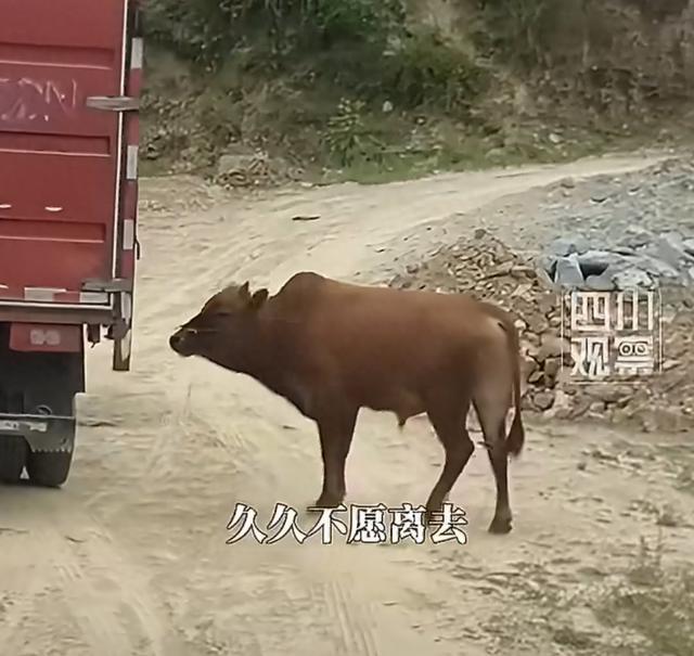 母牛被买走宰杀 公牛追车两里路