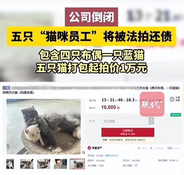 公司倒闭5只“猫咪员工”将被法拍 公司资产面临拍卖