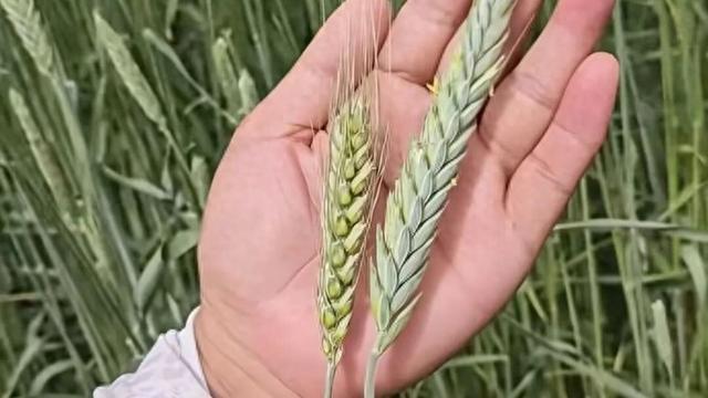 小黑麦在沙漠中已一人多高