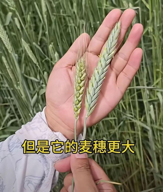 小黑麦在沙漠中已一人多高 袁隆平团队实现“禾下乘凉梦”