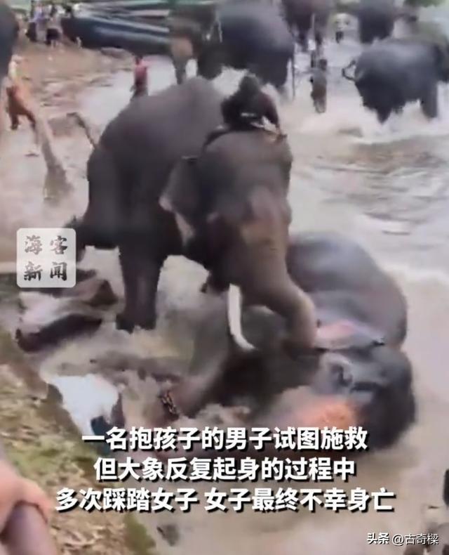 印度大象打架女游客被砸身亡 悲剧引发安全警示