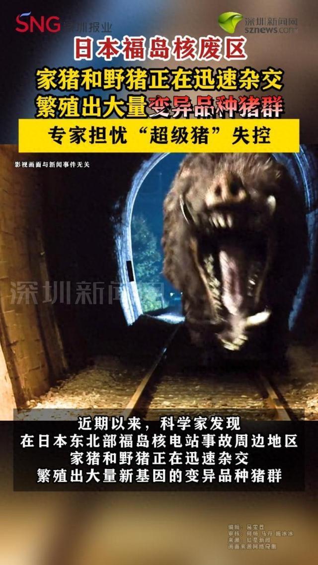 福岛核区日本野猪变超级猪 杂交繁殖引发担忧