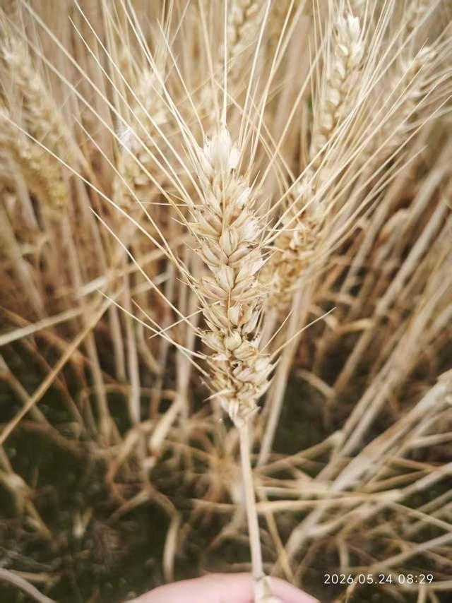 綠化帶種糧？鄭州：收割后重種 復(fù)耕與綠化并行