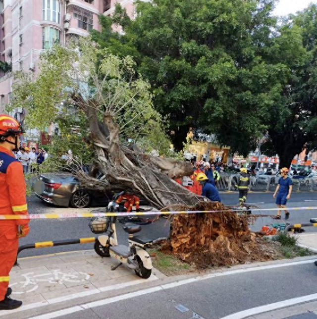 大树被白蚁蛀空断裂砸中车辆