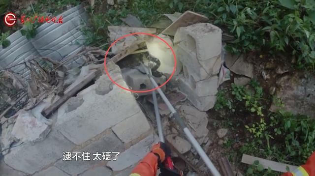 2米長眼鏡王蛇闖入農(nóng)戶家咬死一只雞 消防員智勇擒巨蛇