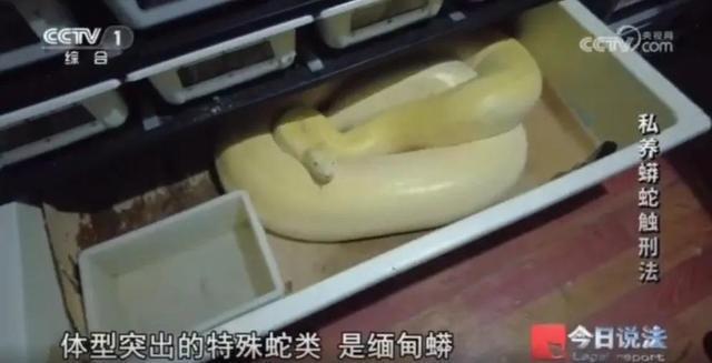 男子在小区里养300多条蟒蛇 非法饲养引发关注