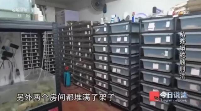 男子在小区里养300多条蟒蛇 非法饲养引发关注