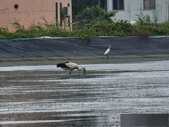 东方白鹳组团干饭 国宝级蹭饭走红