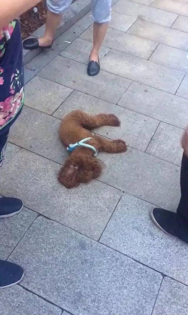 小狗被小姑娘烦的一个大跳 忍耐极限的警示