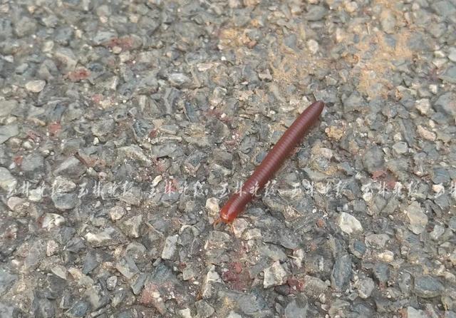 公园树下“千足虫”横行 专家科普 城市人对自然的陌生感