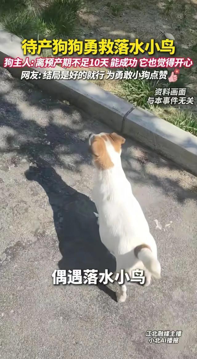 待产狗狗勇救落水小鸟 本能善意感动人心