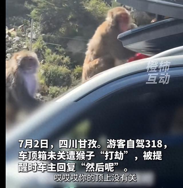 游客自驾未关车顶箱遭猴子“打劫”