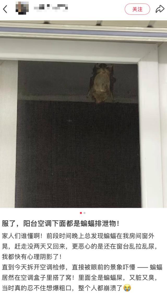 男子上门洗空调时拆开盖板，发现内部多只蝙蝠挤成一团 意外访客引发警示