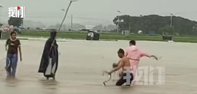 广西捕蛇者出动:两天抓了两三千条洪水后救援行动