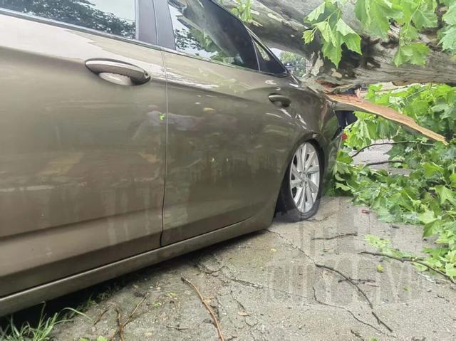 轿车遭白蚁蛀空的老树砸报废 车主索赔无门