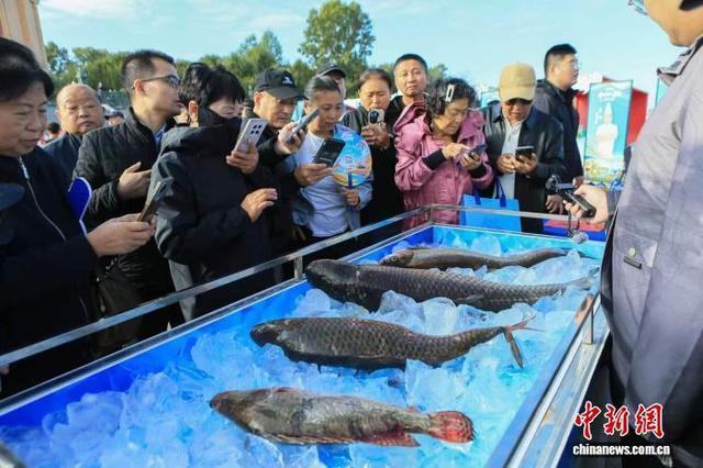 黑龙江嘉荫探索渔旅融合新路径 鱼王拍卖带动产业兴旺
