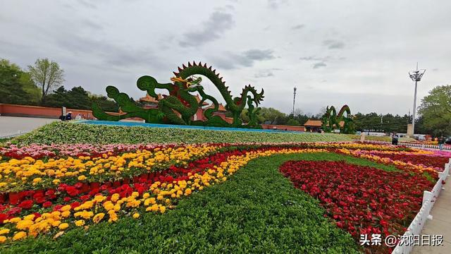 沈阳北陵红墙撞上万株秋菊 秋日秘境惊艳亮相