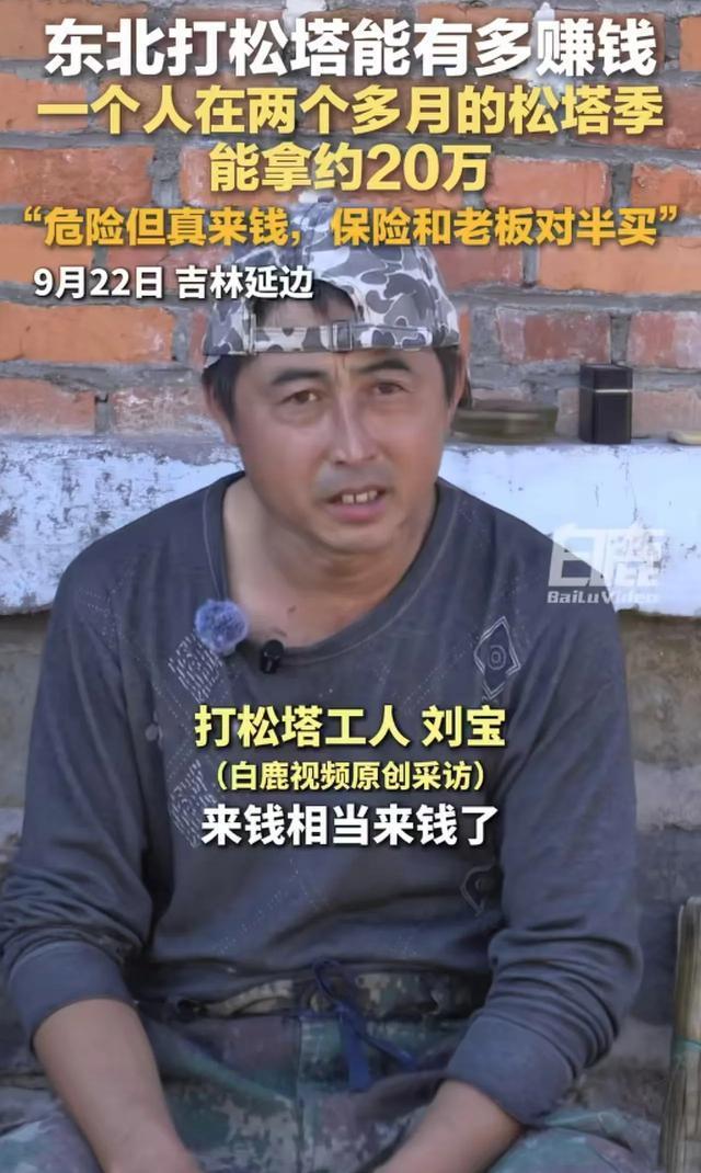 男子东北打松塔2个半月赚20余万