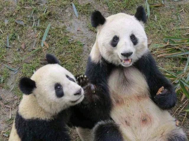 花花的妈妈和爸爸是谁 熊猫成功有几个孩子？