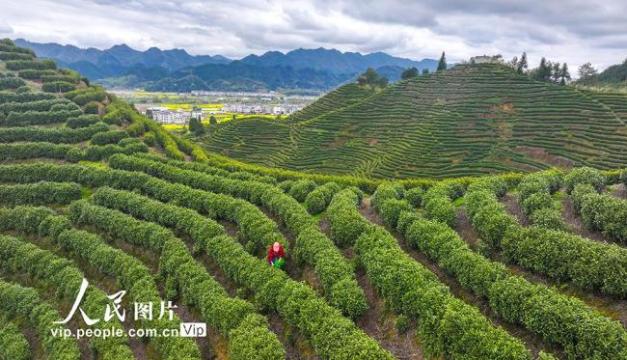 浙江淳安：千岛湖白茶开采