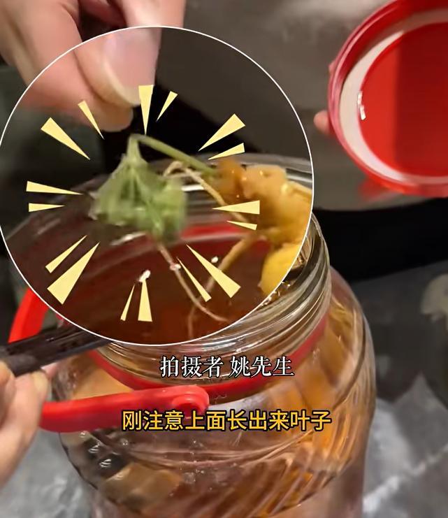 酒里泡了3年的人参突然长出绿叶