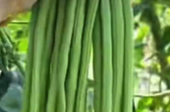 山河四省互不赠送豆橛子条约