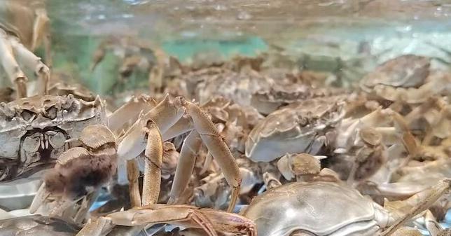 媒体称大闸蟹肥度已达最佳，如此珍馐为何在欧洲泛滥？能否靠吃解决问题 污染与寄生虫成难题