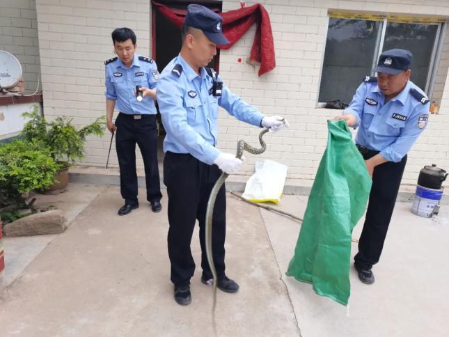 大蛇橫臥路中央 民警拿棍子驅(qū)趕