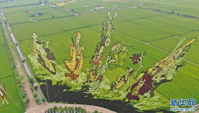 这是8月16日拍摄的稻田画《八仙过海》（无人机照片）。新华社记者 杨青 摄