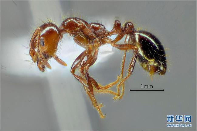 国内多地遭红火蚁入侵 专家帮你划重点