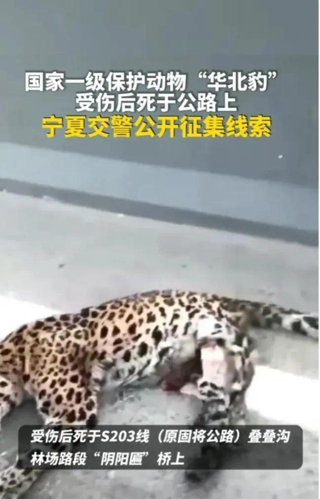 华北豹被撞身亡！司机第一时间应报警处理而不是逃避逃逸