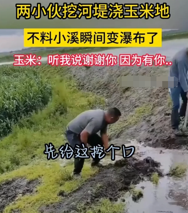 两男子挖堤坝灌溉玉米地瞬间被淹？有人认为这是在泄洪