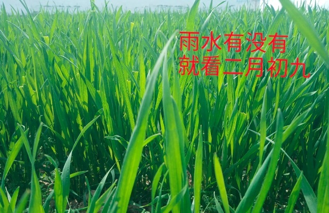 “雨水有没有，就看二月初九”，二月初九有啥预兆？