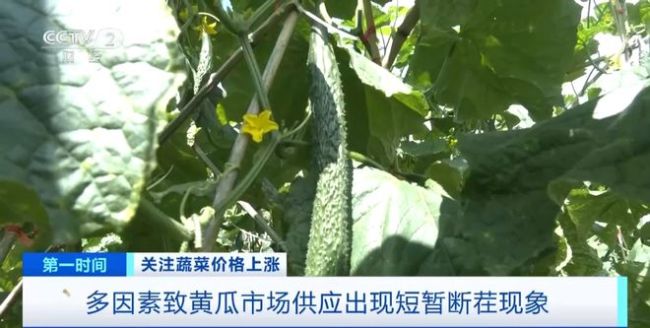 家常菜价格“不家常”？黄瓜批发价涨超40%！