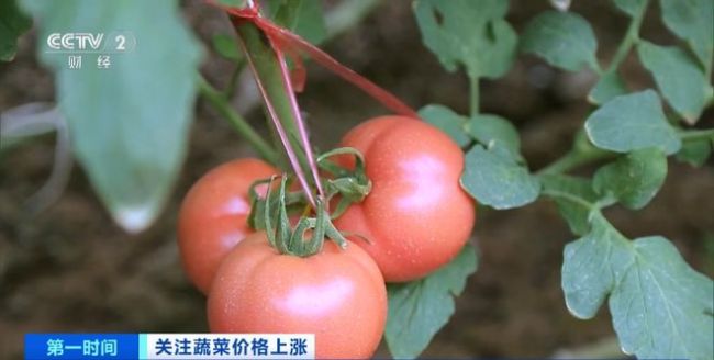 家常菜价格“不家常”？黄瓜批发价涨超40%！