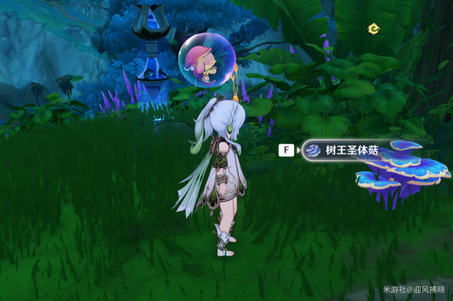 原神树王圣体菇全收集路线